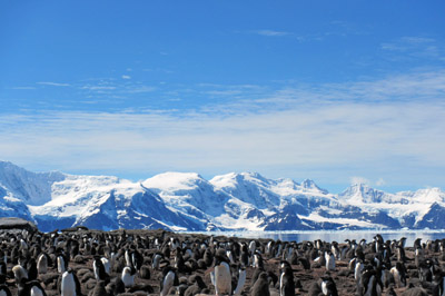 Penguin colony