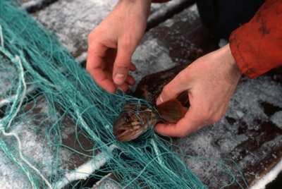 Removing Fish from a Net