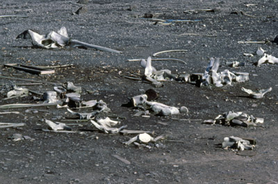 Whale Bones at Mirounga