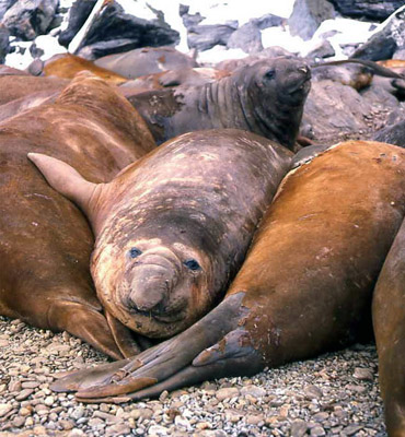 Elephant Seals