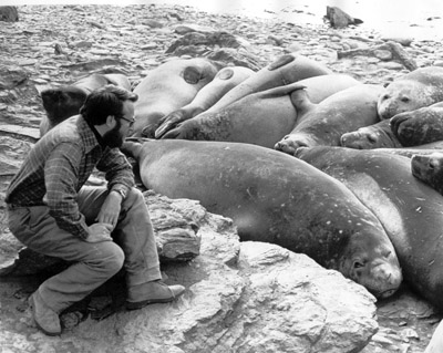 Elephant Seals