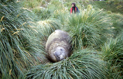 Julian Hurst and an ellie in the tussock grass Grytviken