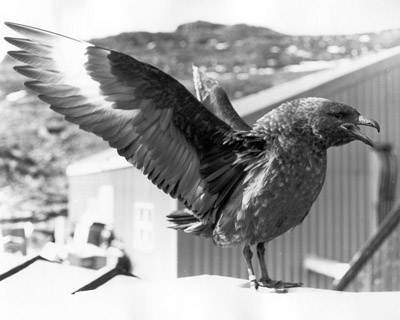 Skua Poser