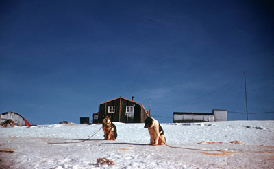 Dogs outside the base