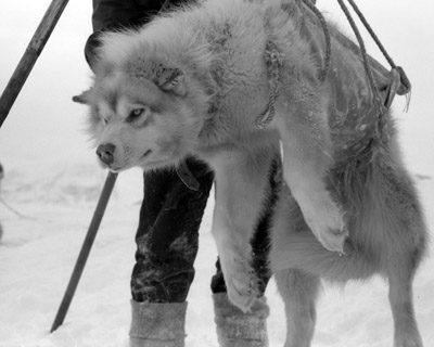 Dog weigh 1959