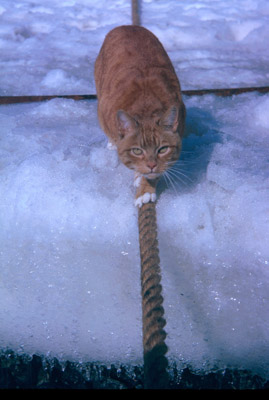 Ginge the Signy Cat, Practices Cat Skills