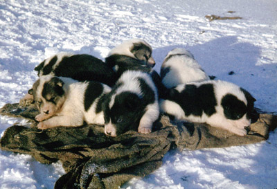 Husky Puppies