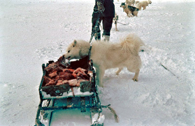 Feeding the Dogs