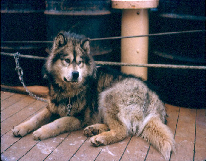 Sled dog on board