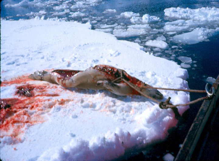 Getting seals for sled dog food