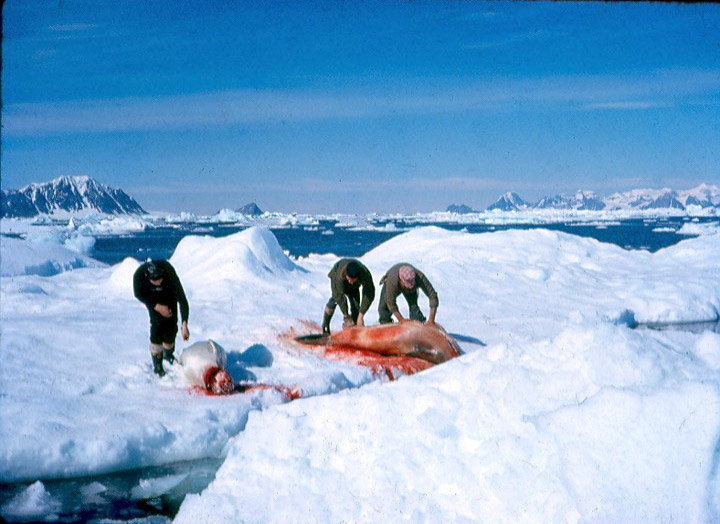 Getting seals for sled dog food