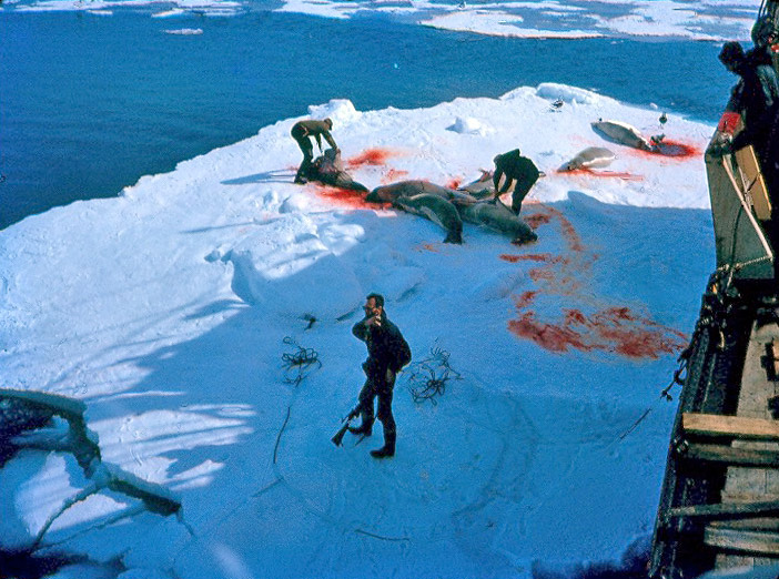 Getting seals for sled dog food