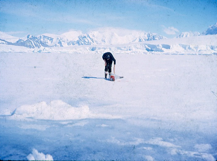 Getting seals for sled dog food