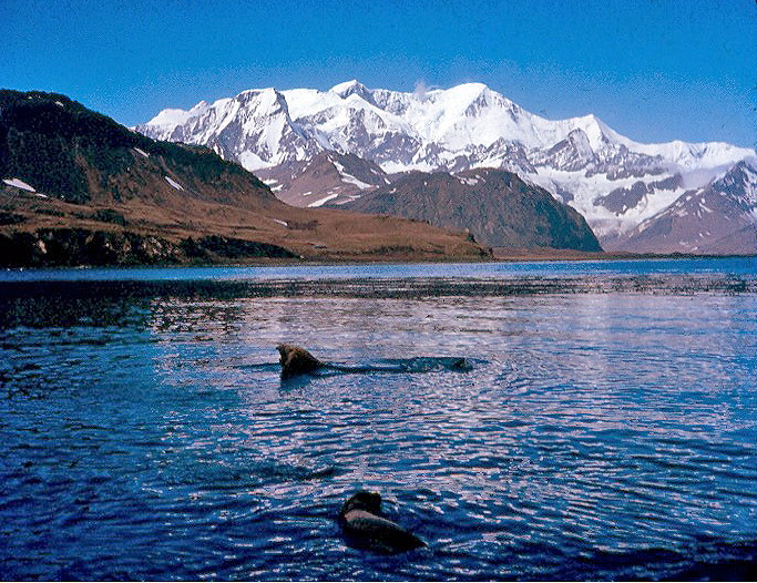 Elephant seal, South Georgia