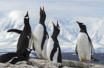 gentoo penguins