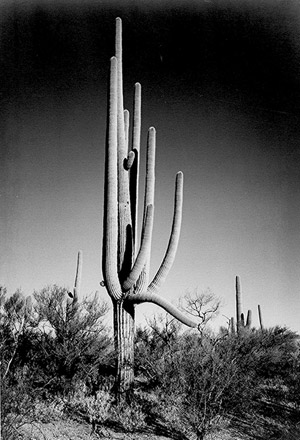 Saguaro cactus