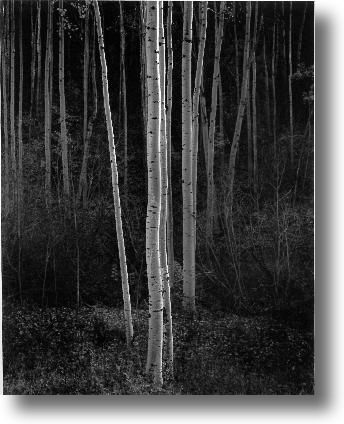 Ansel Adams - Aspens - New Mexico 1958 1