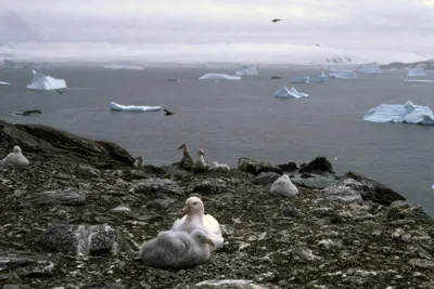 Giant Petrel - Macronectes giganteus - Parent and Chick on Nest