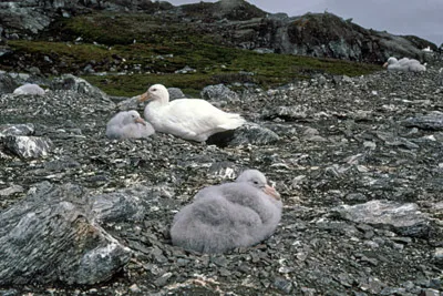 Giant Petrel - Macronectes giganteus - Parent and Chick on Nest