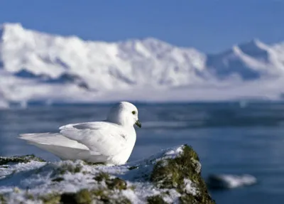 Snow Petrel - Pagadroma nivea Feeding at a Tide Crack