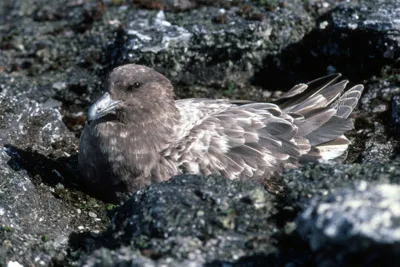 Antarctic or South Polar Skua Chick - Catharacta maccormicki