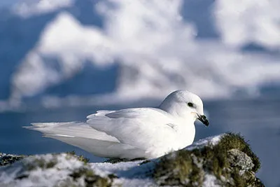 Snow Petrel - Pagadroma nivea Feeding at a Tide Crack