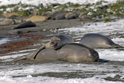 Elephant Seals, South Georgia