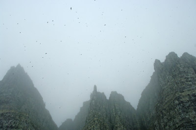 Prince Leopold Island - Black Guillemots Fill the Air