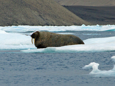 Walrus Male - Maxwell Bay, Prince Leopold Island