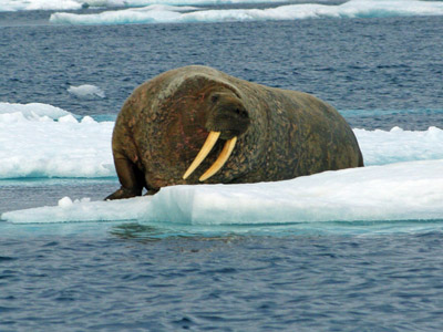 Walrus Male - Maxwell Bay, Prince Leopold Island