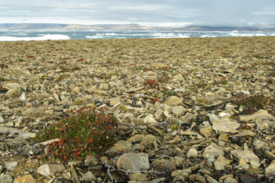 Bylot Island - Croker Bay