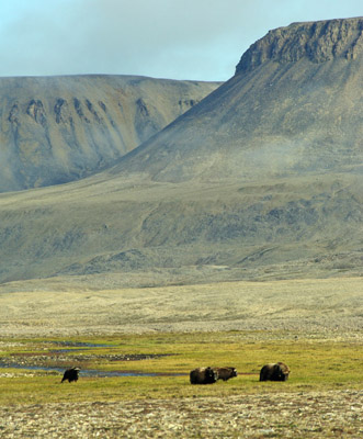 Musk Ox Bylot Island