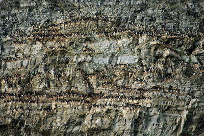 Prince Leopold Island - Black Guillemots Nesting