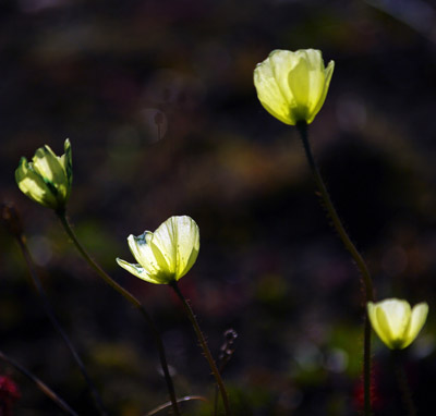 Arctic Poppies