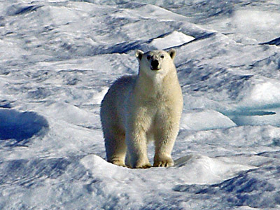 Polar Bear Pack Ice in Baffin Bay Between Baffin Island and Greenland