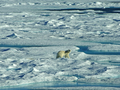 Polar Bear Pack Ice in Baffin Bay Between Baffin Island and Greenland