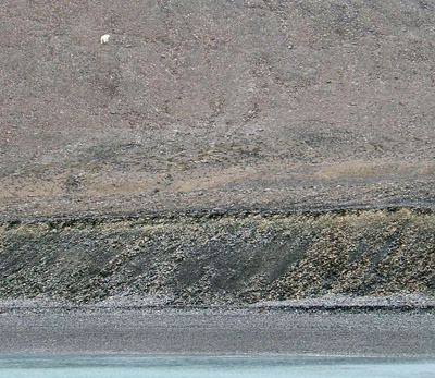 Clarke Fjord, Baffin Bay - Distant Polar Bear