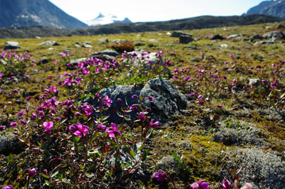 Baffin Island and Dwarf Fireweed