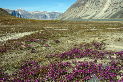 Baffin Island and Dwarf Fireweed