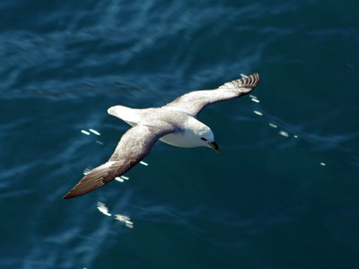 Accompanying Seabird