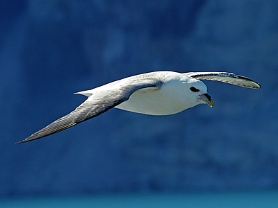 Accompanying Seabird