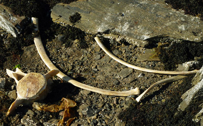 Whale Bones, Avsaquataq Fishermans Campsite, Evigshed Fjord, Greenland