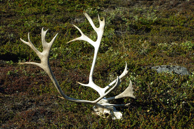 Caribou Skull