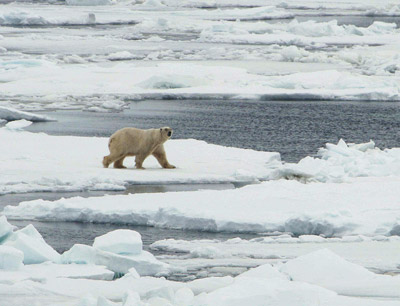 Prince Leopold Island - Polar Bears