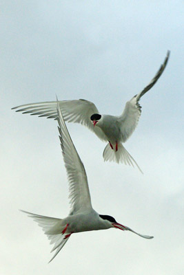 Arctic Tern - Sterna paradisaea - 1, Ny Alesund, Svalbard