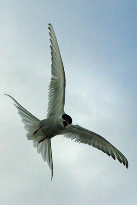 Arctic Tern - Sterna paradisaea - 3 - Ny Alesund, Svalbard