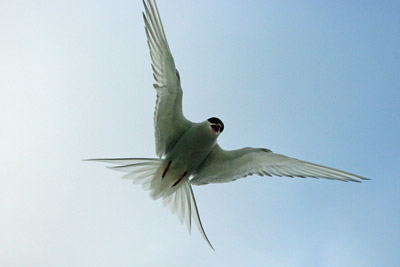 Arctic Tern - Sterna paradisaea - 4 - Ny Alesund, Svalbard