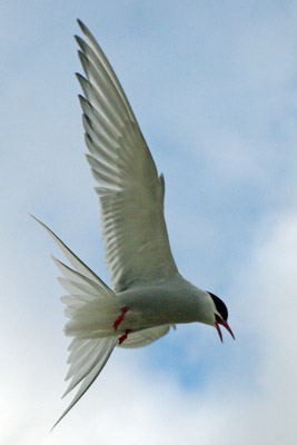 Arctic Tern - Sterna paradisaea - 5 - Ny Alesund, Svalbard