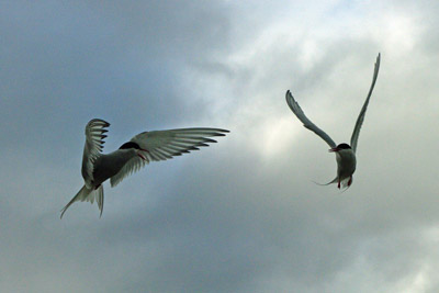 Arctic Tern - Sterna paradisaea - 7 - Ny Alesund, Svalbard