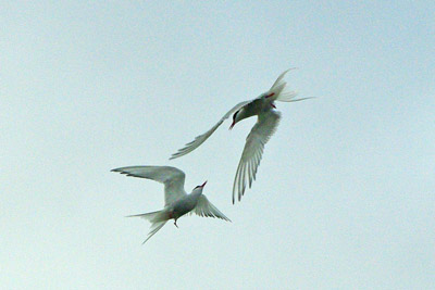 Arctic Tern - Sterna paradisaea - 8 - Ny Alesund, Svalbard